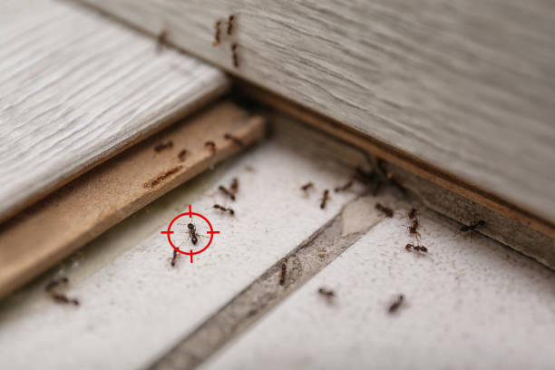 Professional Pest Control in Scotia, NY