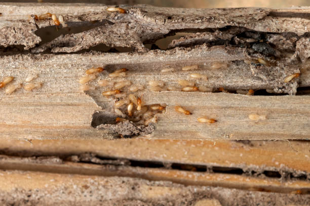 Reliable Scotia, NY Pest Control Solutions